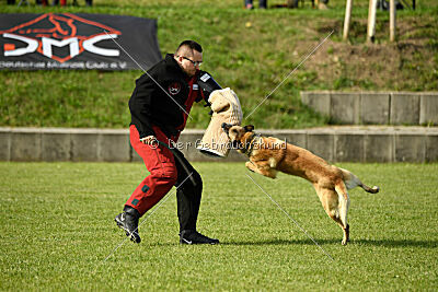 Serro de lorigine de faucon rouge